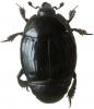 Margarinotus ignobilis